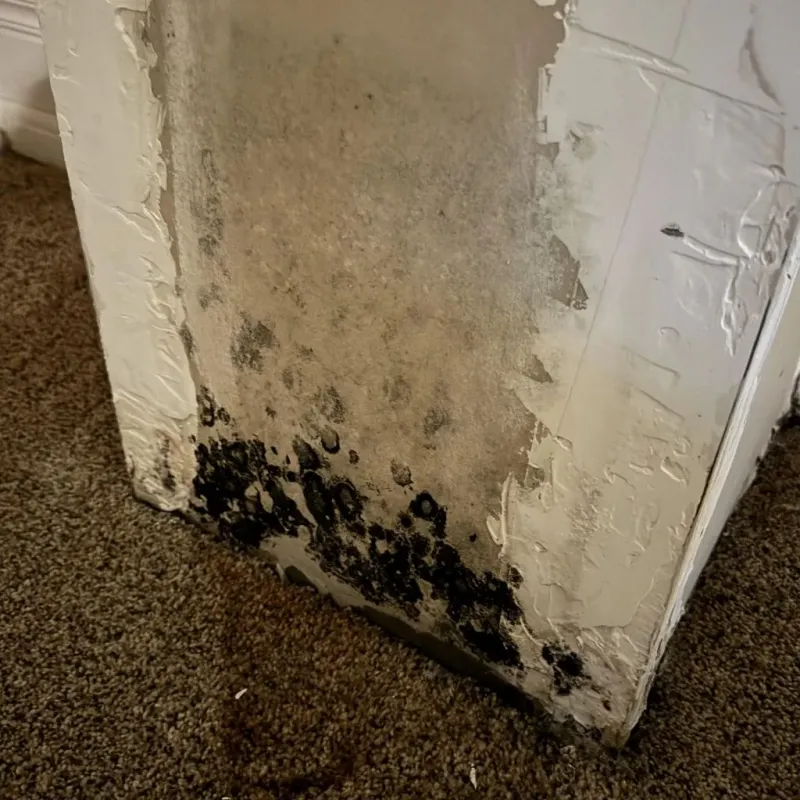 Professional Mold Removal in Hazlehurst, MS